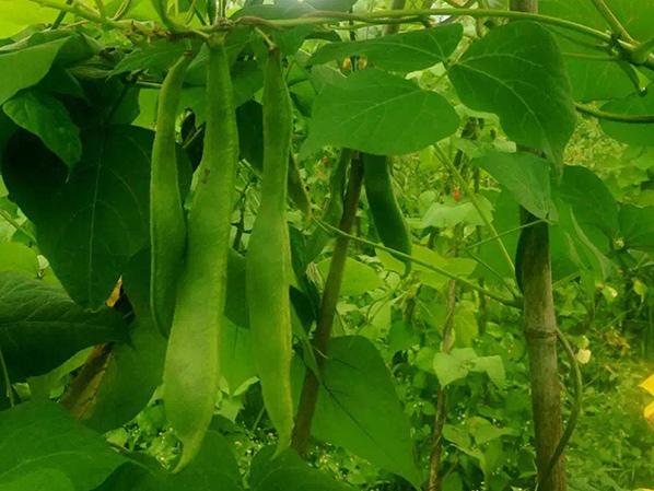 萬力貿(mào)易蕓豆生長環(huán)境