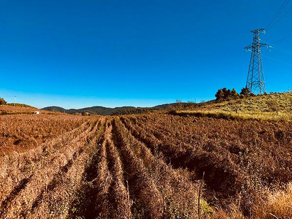 萬力貿(mào)易產(chǎn)品生長環(huán)境