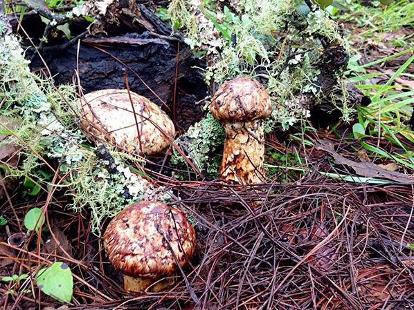 萬力貿(mào)易野生菌生長環(huán)境