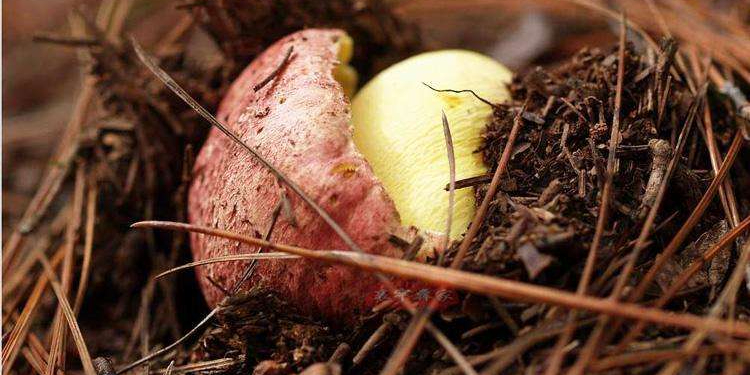 牛肝菌面面觀：什么牛肝菌會(huì)導(dǎo)致中毒？